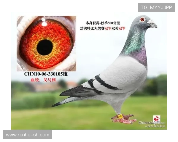 马赛俱乐部辉煌历史与未来发展潜力探析